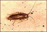 Blattella germanica