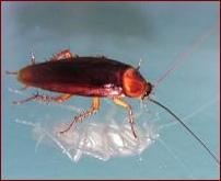 periplaneta americana