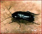 Blatta orientalis