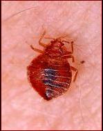 Cimex lectularius