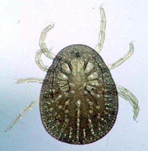 zecca