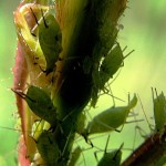 Afidi delle rose (Macrosiphum rosae)