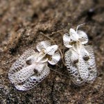 corythucha-ciliata