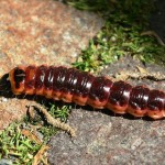 cossus