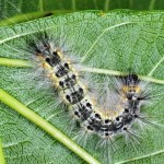 hyphantria