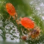 ragnetto rosso